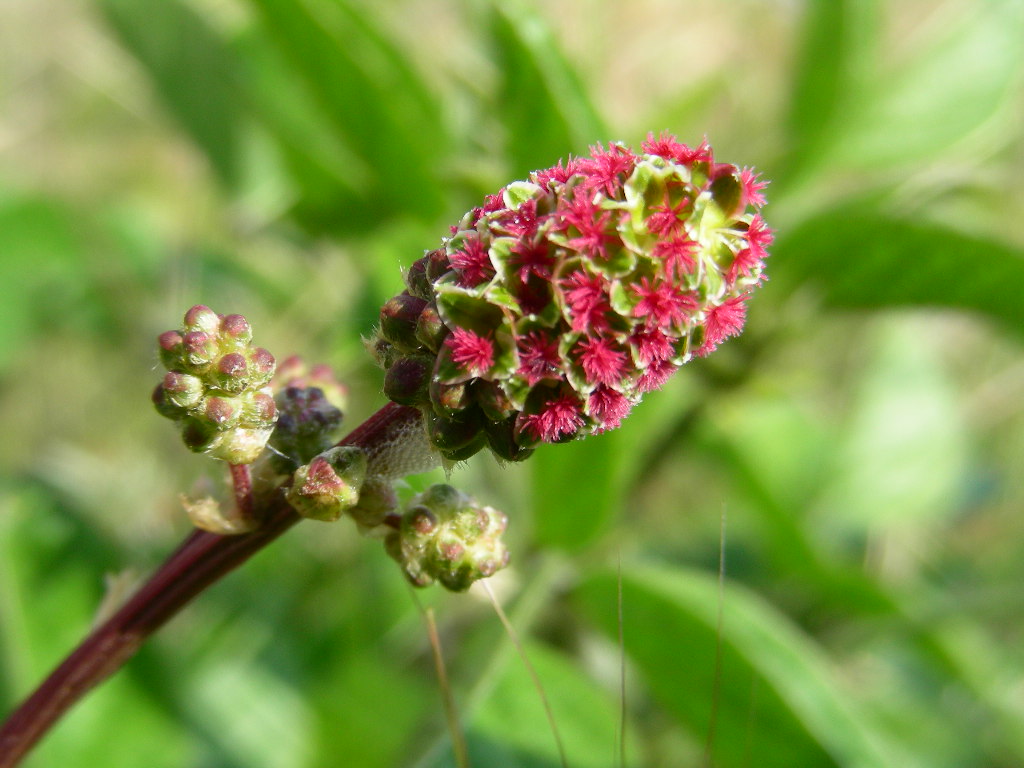 Sanguisorba minor